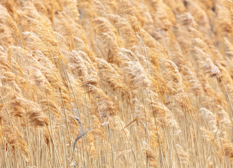 The reeds on the lake.