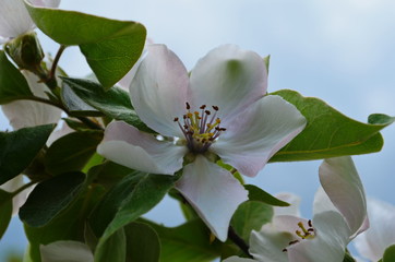 Fragrant young white flower on blossoming quince tree in sunny spring morning