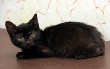 kitten with an eyesore, a leukoma or an eyesore