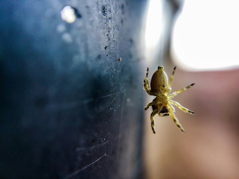 Jumping Spider Hanging From Web Indoors