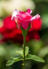 Beautiful pink rose in the park.