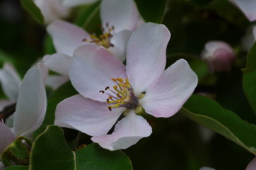 Fragrant young white flower on blossoming quince tree in sunny spring morning