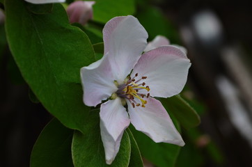 Fragrant young white flower on blossoming quince tree in sunny spring morning
