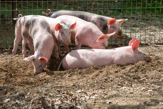 Gl&uuml;ckliche Freiland-Bioschweinchen suhlen sich im Dreck