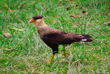 caracará falcon Brazil