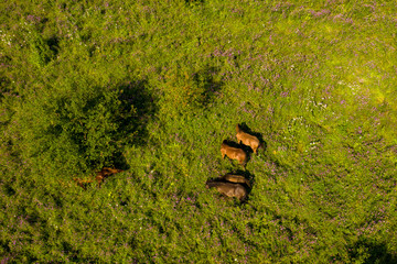 Wild horses with colts graze on meadow with trees. Aerial view. Altai Russia.