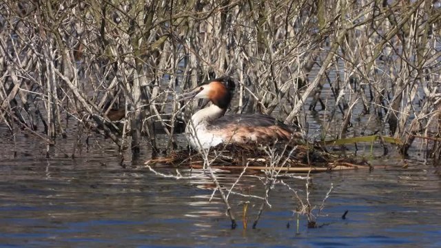 Haubentaucher&nbsp;(Podiceps cristatus) br&uuml;tet