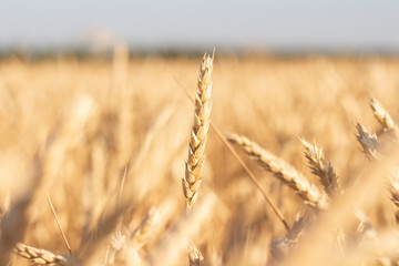 Ears of wheat or barley on the field. Good harvest concept, cereals, natural product. Narrow focus