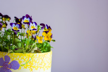 Beautiful blooming viola corneta purple yellow spring flowers in a flower pot.