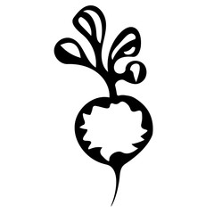 Vector outline illustration of a black fresh radish or beet is on a white background