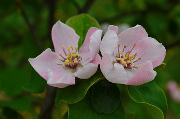 Fragrant young white flower on blossoming quince tree in sunny spring morning