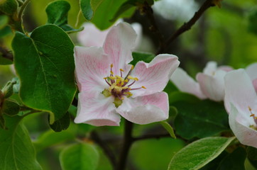 Fragrant young white flower on blossoming quince tree in sunny spring morning