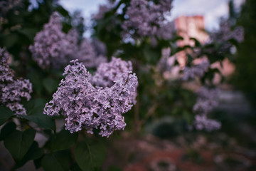 Lilac bushes blossom during the evening