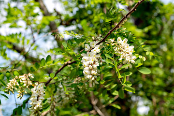 Full blooming of locust tree (Robinia pseudoacacia) in Japan