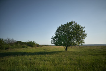 Obraz premium Lone tree stands on the field. Clear evening sky over grass field
