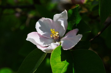 Fragrant young white flower on blossoming quince tree in sunny spring morning