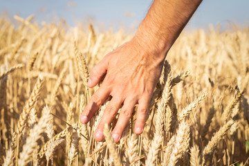 Male hand touches the ears of wheat or barley on the field. Good harvest concept, cereals, natural product.