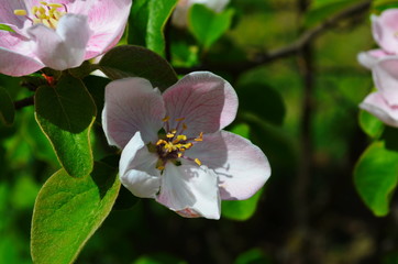 Fragrant young white flower on blossoming quince tree in sunny spring morning