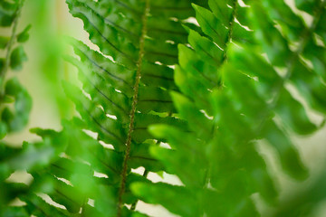 Macro photo of green leaves of a fern.