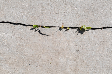 Green sprout breaks through asphalt