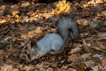day, autumn, forest, earth, old, foliage, walk, meeting, beautiful, fluffy, gray, squirrel, big, tail, paws, claws, nuts, food, observations