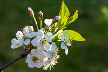 Pear inflorescence with white flowers and red stamens on a gray background close-up