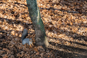 day, autumn, forest, earth, old, foliage, trunk, tree, walk, meeting, beautiful, fluffy, gray, squirrel, big, tail, paws, observations