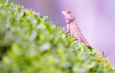 close up of a green moss