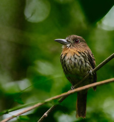 White-whiskered Puffbird - Malacoptila panamensis