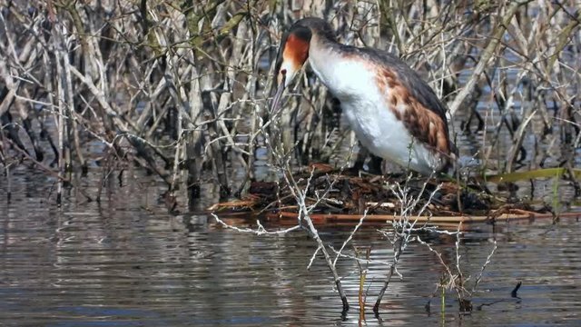 Haubentaucher&nbsp;(Podiceps cristatus) br&uuml;tet
