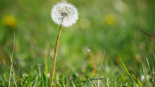 Sphere of dandelion with white head in meadow among green grass swaying on wind. Bloomed dandelion in nature grows from green grass.
