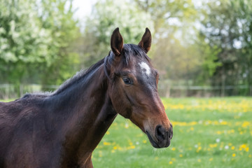 Portrait of a young stallionin the pasture for the first time on a sunny spring day. Blue sky. dressage and jumping horse stallions in a meadow. Breeding horses