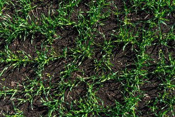 Young wheat seedlings grow in a field on a Sunny slope. Young green wheat grows from the soil in friendly rows