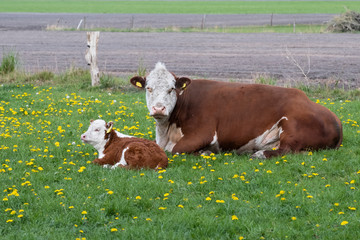 Brown and White Cattle Hereford mother with calf on Pastureat, they are looking at the camera