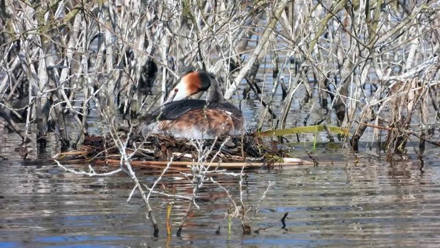 Haubentaucher&nbsp;(Podiceps cristatus) br&uuml;tet