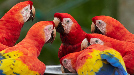 Scarlet Macaw - Ara macao