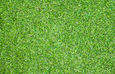 Fototapeta premium green grass background