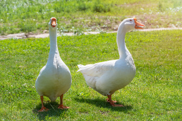 Two white big geese peacefully walking together in green grassy lawn on bright sunny day. Domestic goose, greylag goose or white goose, Anser cygnoides domesticus.