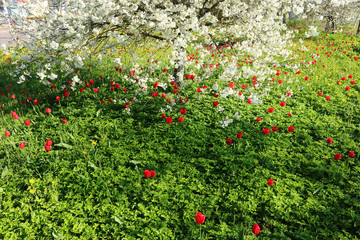 An ordinary dream (Latin Aegopódium podagrária) is a perennial herb, scarlet tulips and delicate cherry blossoms.