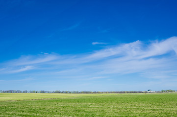 green field against the blue sky