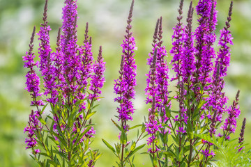 Obraz premium Summer Flowering Purple Loosestrife, Lythrum tomentosum on a green blured background.