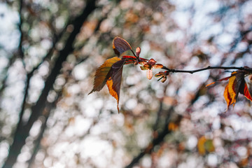 Beautiful green leaves of trees close up with a beautiful blur at the back