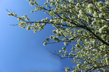 Blossoming beautifully gently pink apple trees. Once a year, the gardens bloom!
