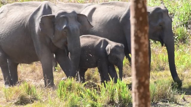 The Asian elephant, also called Asiatic elephant, is the only living species of the genus Elephas and is distributed throughout the Indian subcontinent and Southeast Asia