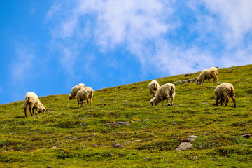 Fototapeta premium Sheep grazing on pastures