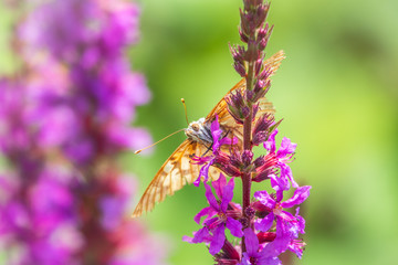 Butterfly Vanessa cardui with shabby wings sits on bright purple Loosestrife flower and drinks nectar with its proboscis..
