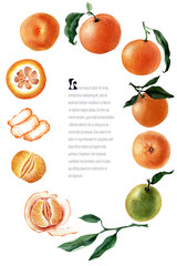 Watercolor frame of Fruits, twigs and slices of tangerine