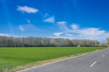 Fototapeta premium landscape of trees and road against the blue sky