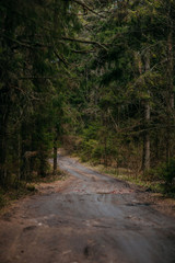 Deep forest with path. Wild nature with pinetrees. Nordic nature.