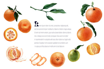 Watercolor frame of Fruits, twigs and slices of tangerine